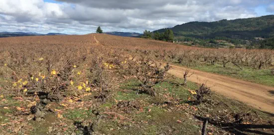 Comparing dry and wet years evapotranspiration in a rainfed vineyard in central Chile